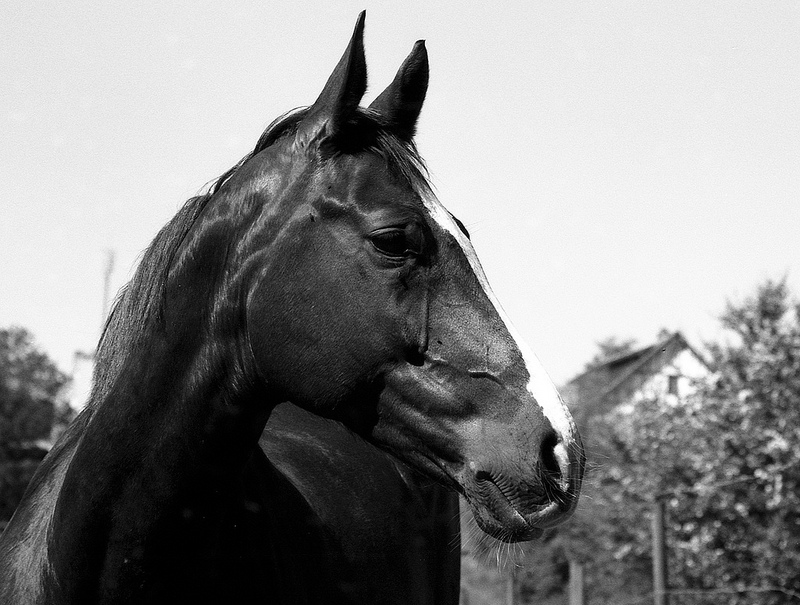 portrait d'un cheval en noir et blanc argentique kodak tmax